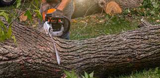 Best Emergency Tree Removal  in Storm Lake, IA