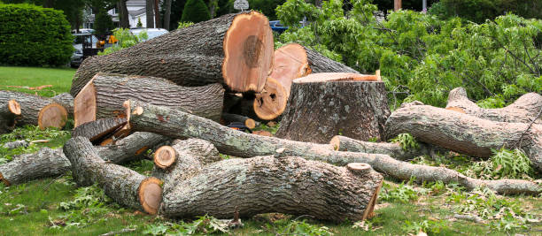 Best Tree Maintenance Programs  in Storm Lake, IA