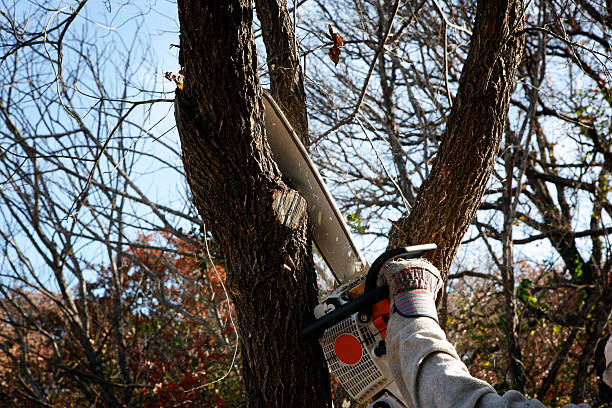 Best Commercial Tree Services  in Storm Lake, IA