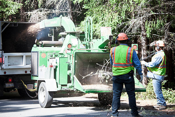 Best Tree Preservation Services  in Storm Lake, IA