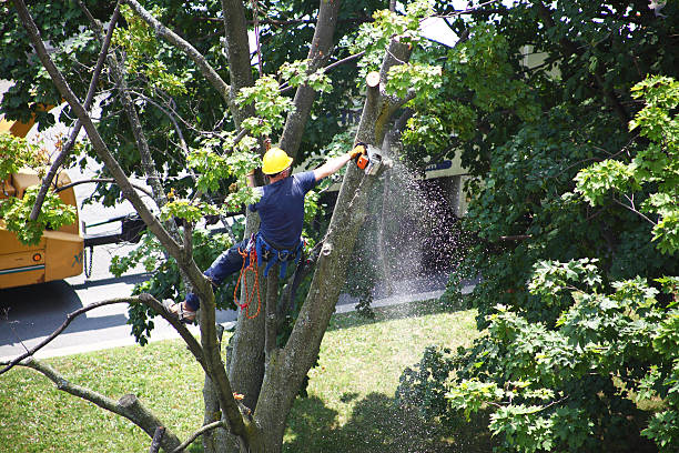  Storm Lake, IA Tree Removal Services Pros