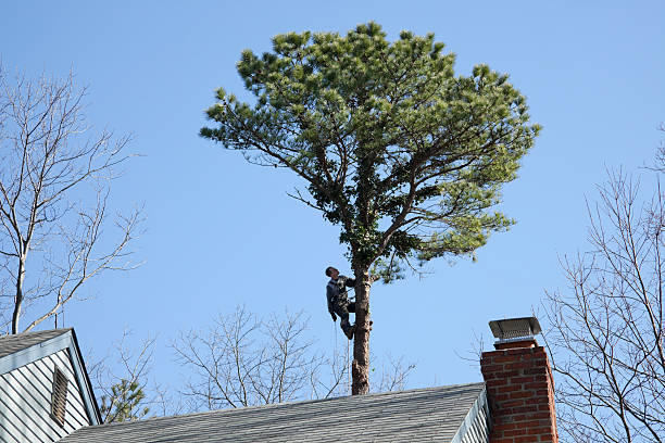 Best Fruit Tree Pruning  in Storm Lake, IA