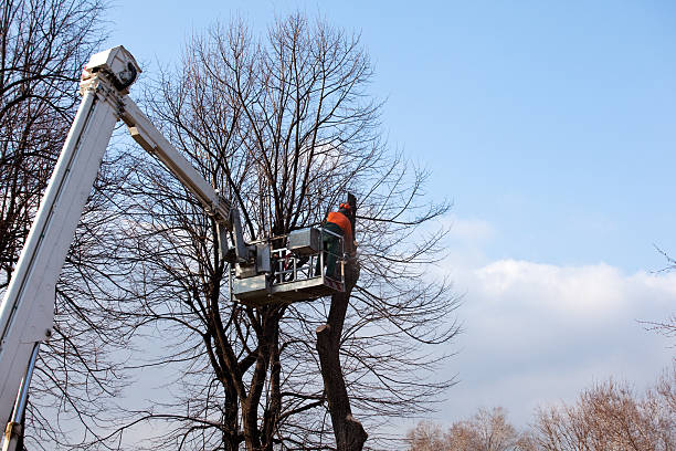 Best Emergency Tree Removal  in Storm Lake, IA