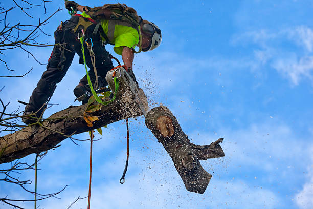 Best Tree Removal  in Storm Lake, IA